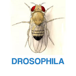 Drosophila Products Drosophila Products